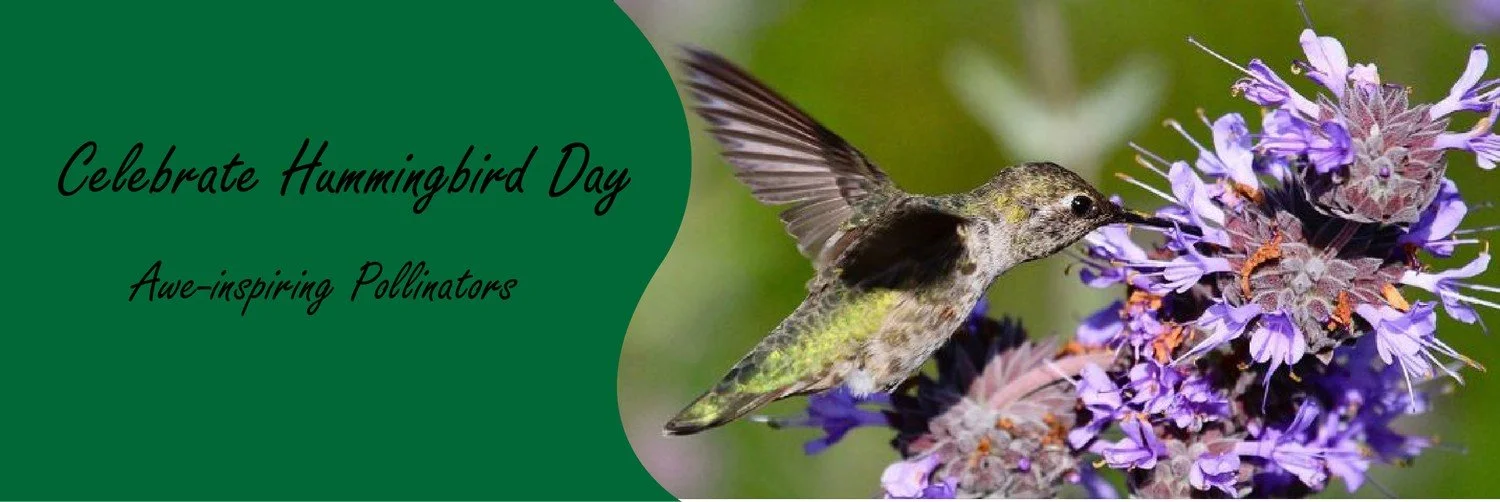 Celebrate Hummingbird Day With Smart Yards Co-op!