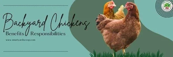 Backyard Chickens