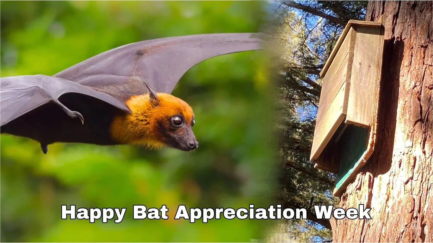 🦇Little Animals, Great Impact🦇