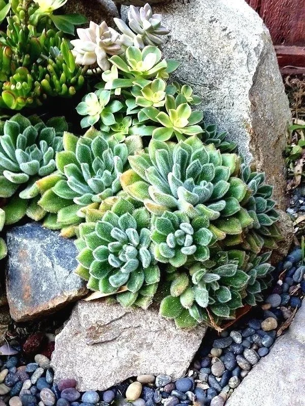 Healed by Nature - October 2018 Newsletter