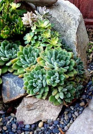 Succulents growing between stones