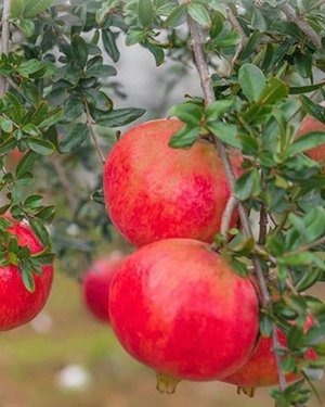 Pomegranates ripening on the tree