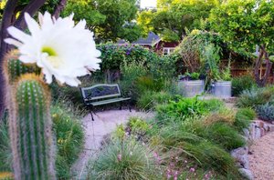 Garden bench among lush plantings, with a white flower blurred in the foreground