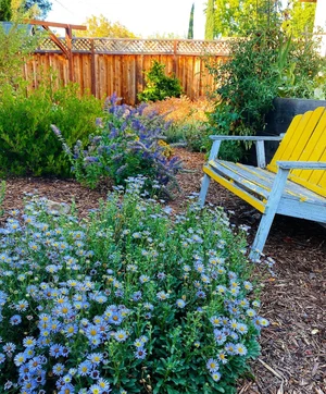 Yellow garden chair among blue ceanothus