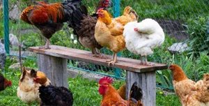 Backyard hens roaming a garden run
