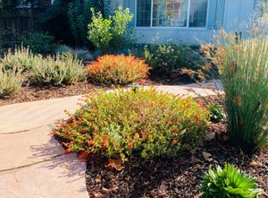 Finished native front garden with fresh mulch and a path
