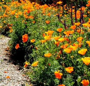 California poppies in full bloom