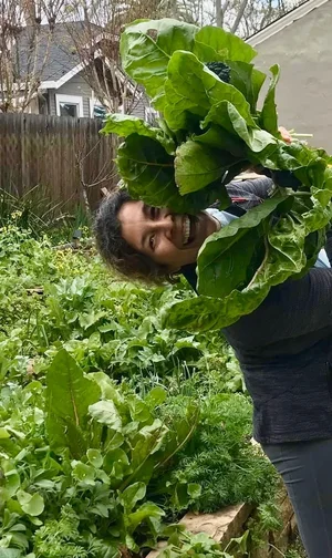 Gardener harvesting leafy greens from an in-ground bed