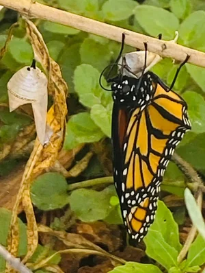 Monarch butterfly on its host plant