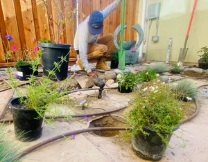 Drip irrigation laid around new plants