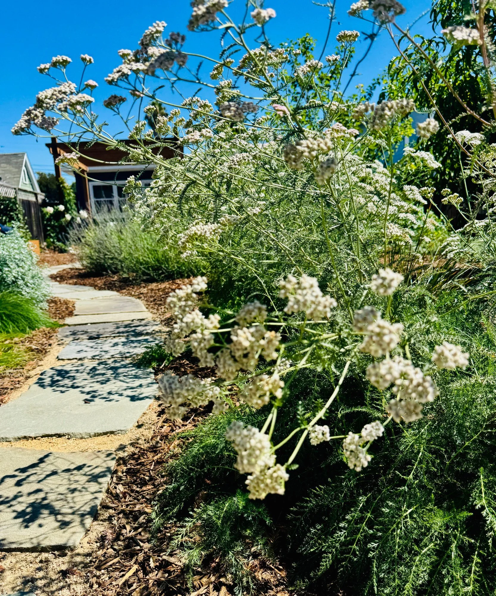 Native white yarrow in bloom beside a flagstone garden path