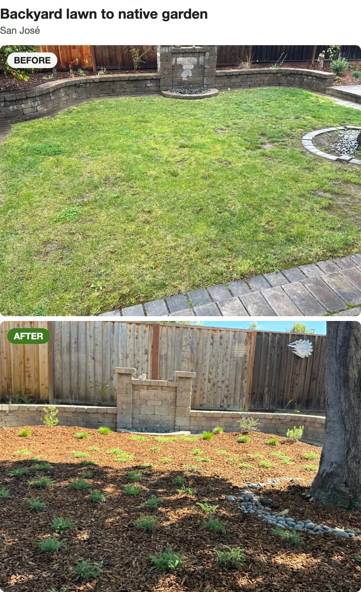 Before and after: a backyard lawn replaced with a mulched California native garden, San José.