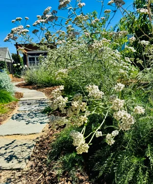Flagstone path beside flowering California buckwheat in a native front garden
