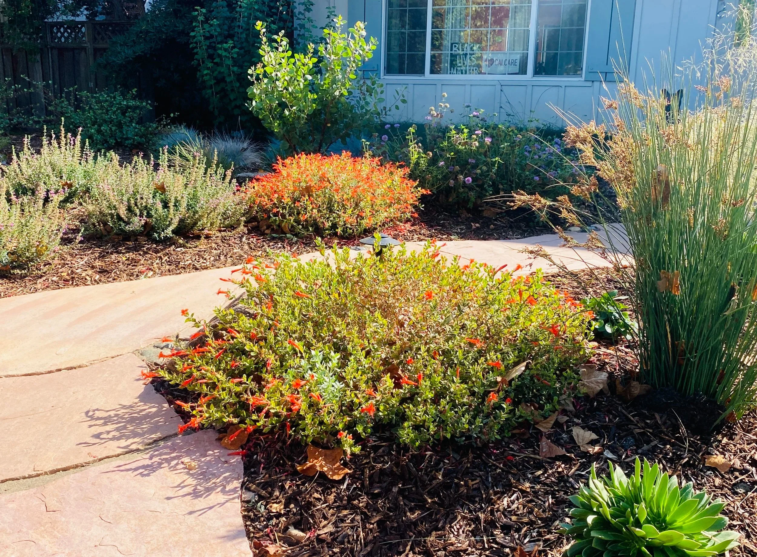 Water-wise native garden with orange California fuchsia, sages and a flagstone path, designed by Beyond Gardens