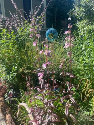 Flowering sage in a kitchen garden