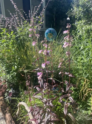 Native grasses and pink blooms around a blue gazing ball