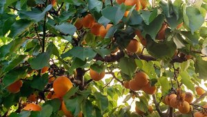 Orange tree heavy with fruit