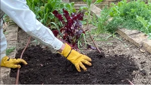 Harvesting beets from a vegetable bed