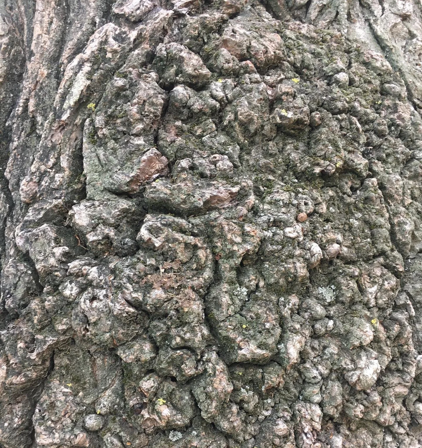I hope, I&rsquo;m slowly learning how to deal with my wrinkles the same sovereign way as this beautiful and wise tree does.