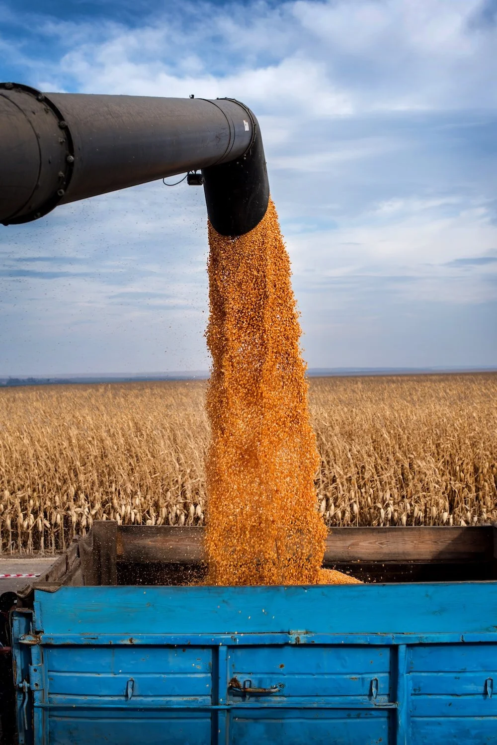 Wheat being poured from a large pipe into a blue truck bed in a cornfield.