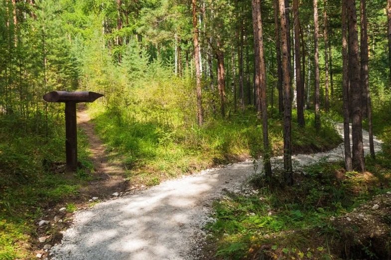 A forest trail split into two paths, one leading left and the other right, surrounded by green trees and vegetation.