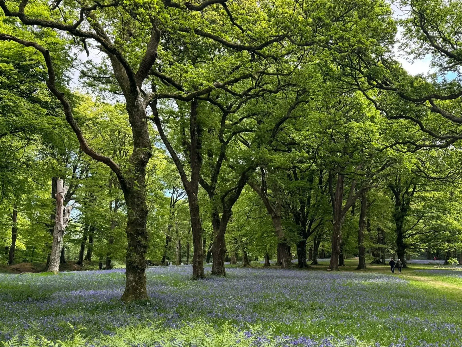 A lush green park with many tall trees with sprawling branches and leaves. The ground is covered with a dense blanket of small purple and blue flowers, and there are two people walking along a path in the distance.