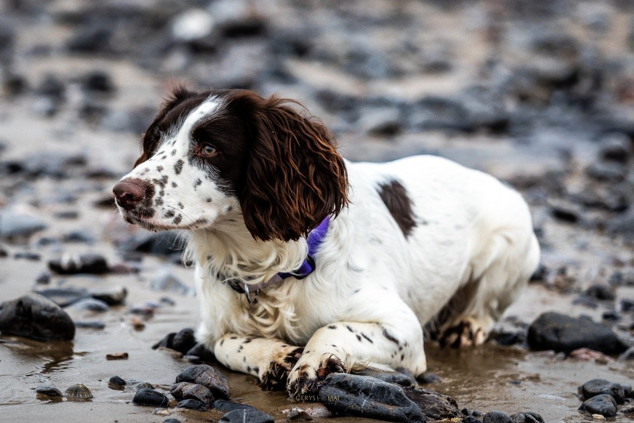 A black and white Springer Spaniel dog lying on a rocky beach next to a small pool of water, looking to the side, wearing a purple collar.