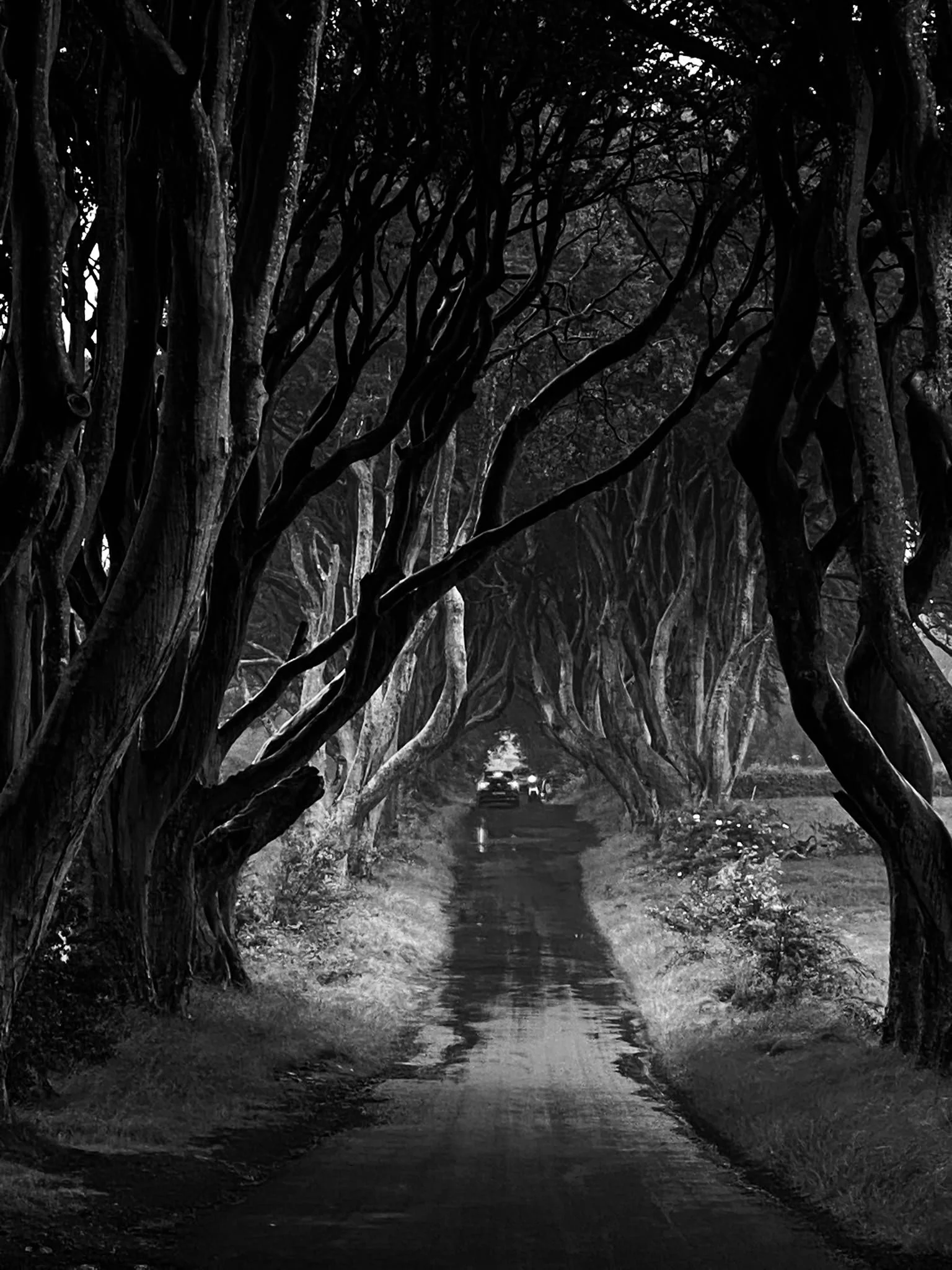 Black and white photo of a narrow dirt road surrounded by large, twisted trees with branches arching over the road creating a tunnel-like appearance. Light filters through the trees, illuminating parts of the path.
