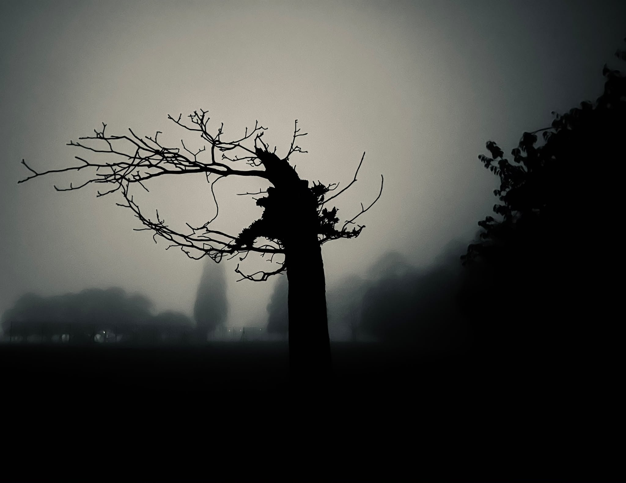 A silhouetted tree with no leaves stands against a gray, overcast sky, with clouds and fog in the background. The scene appears to be taken during gloomy weather.