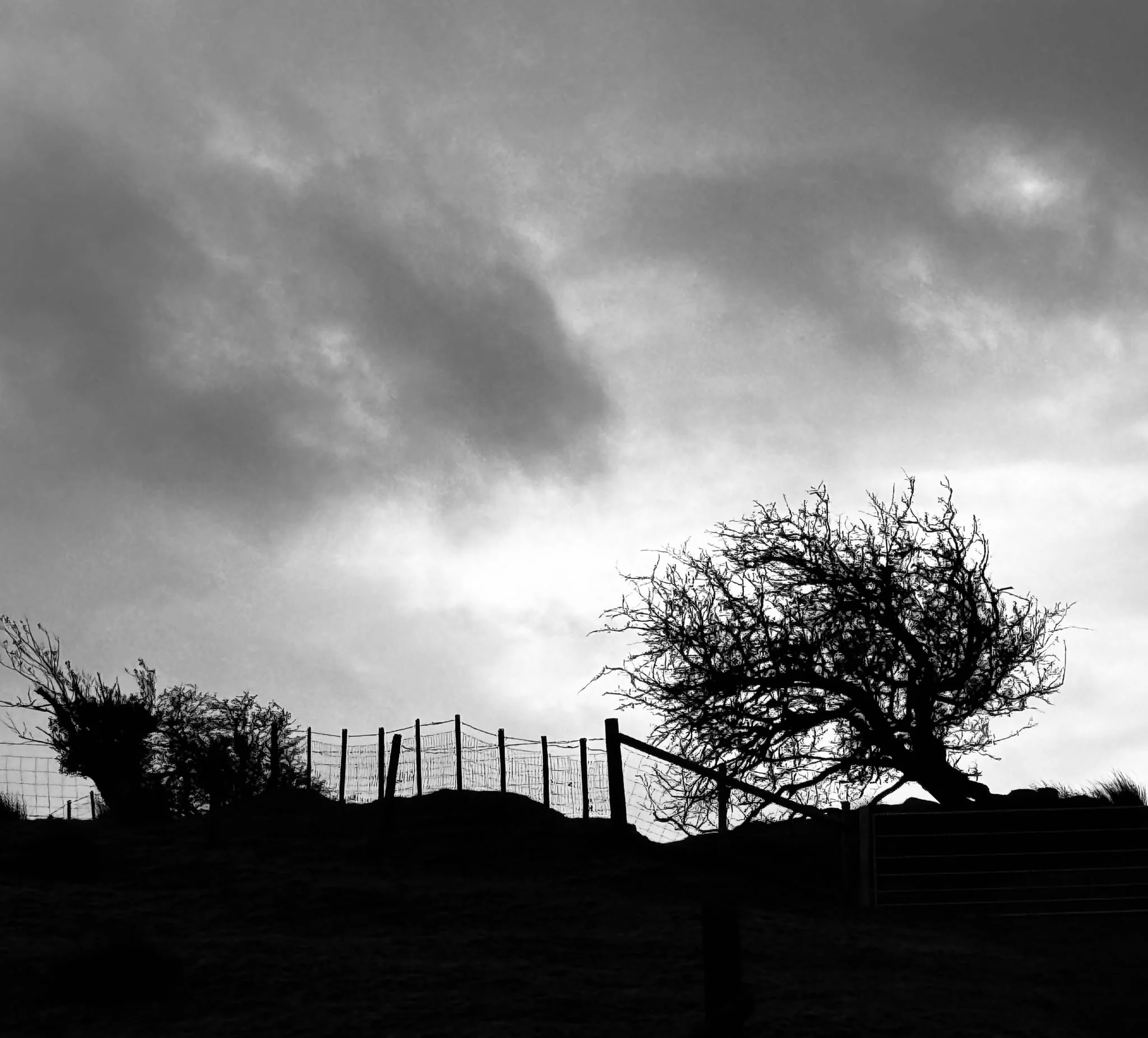 Black and white photo of leafless trees, a wire fence, and cloudy sky.