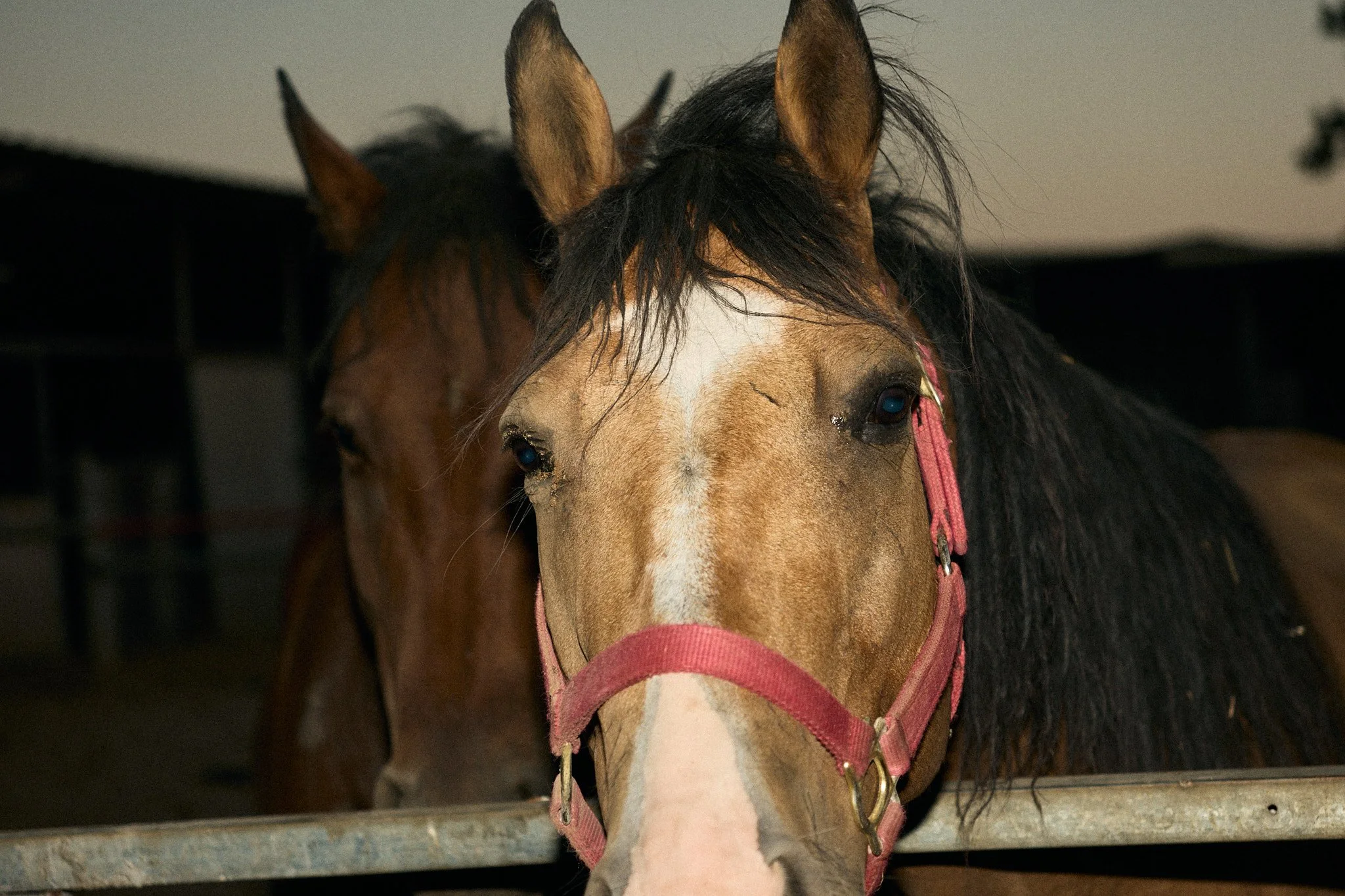 AvishagHorses0421_AdiShoshani.jpg