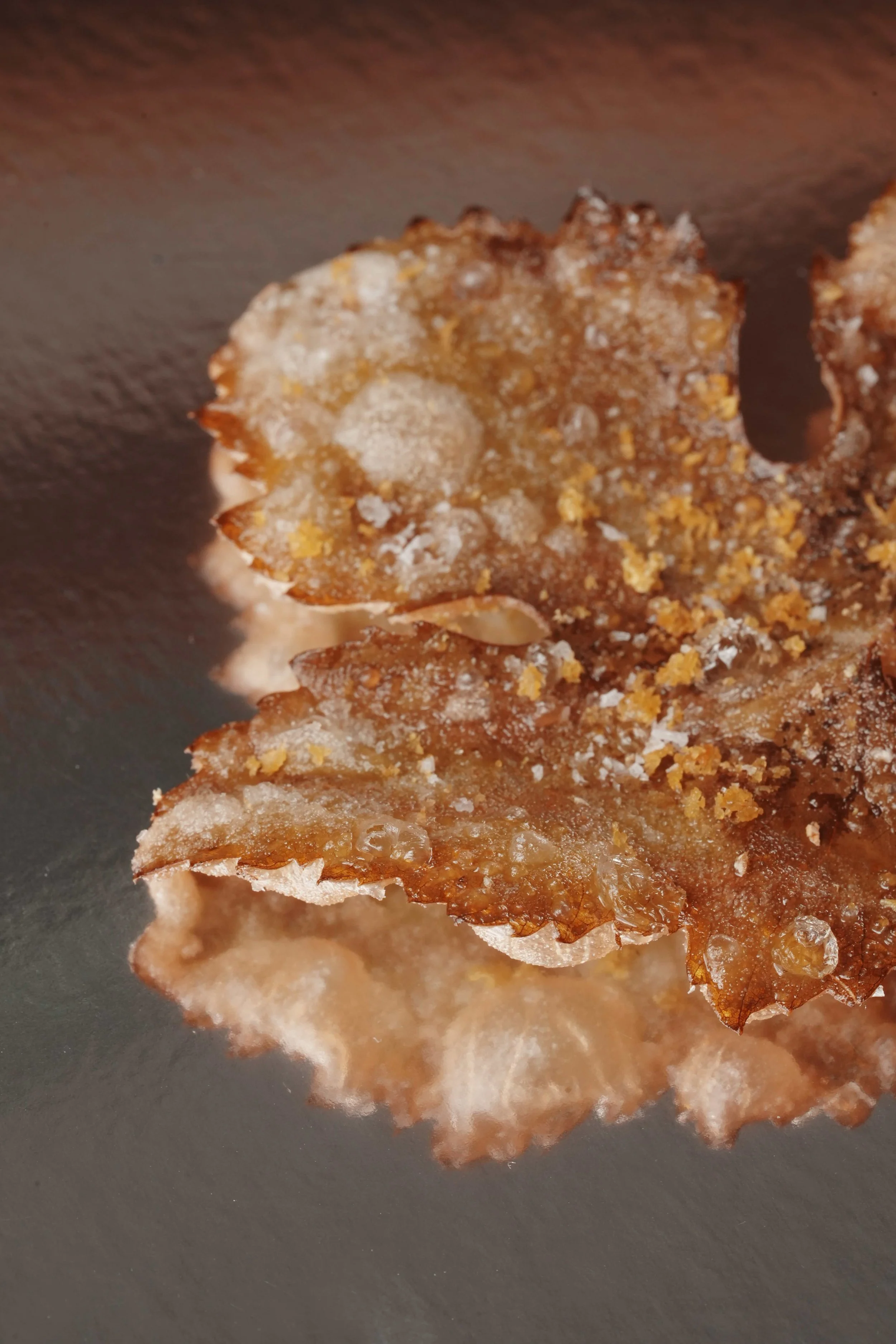 Close-up view of a crispy leaf on a dark surface.
