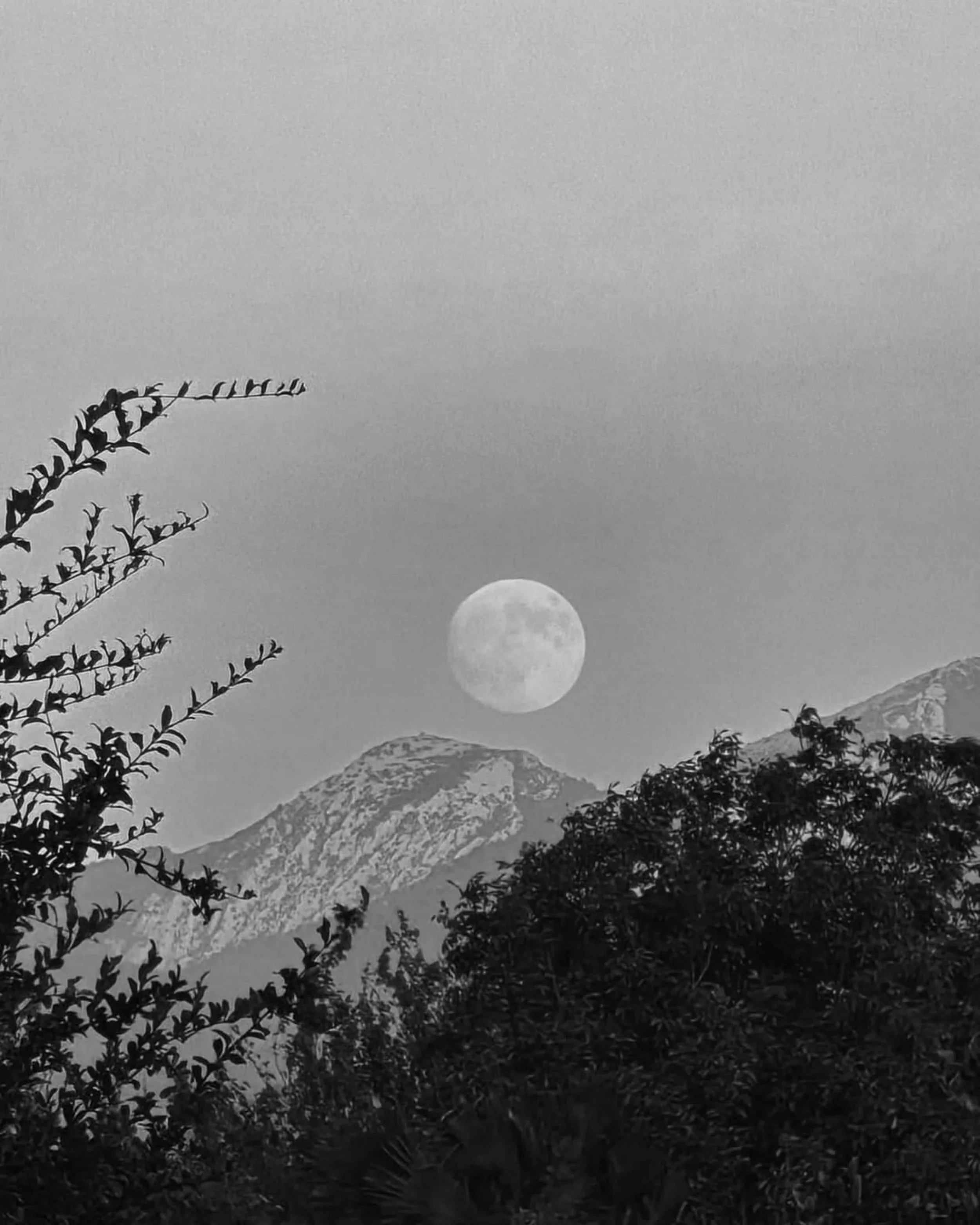 Black and white photograph of a mountain landscape with trees in the foreground, snow-covered peaks in the background, and the moon visible in the sky.