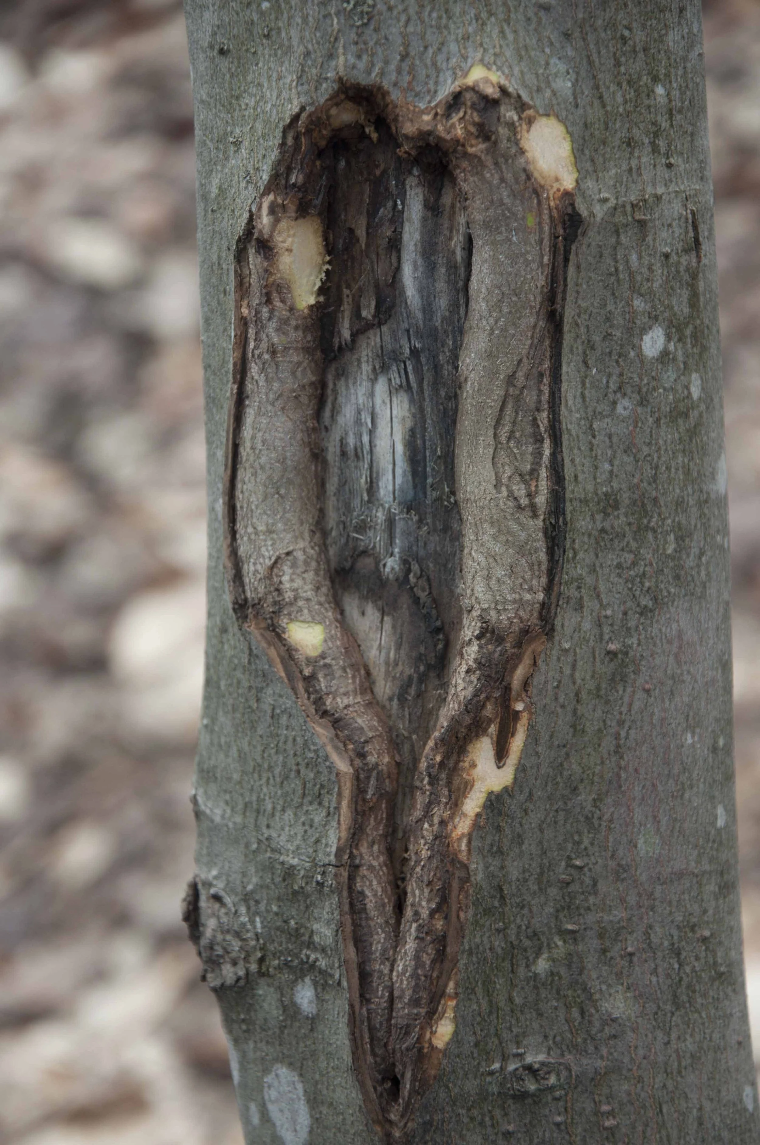 Plaie d'un arbre en quête de guérison