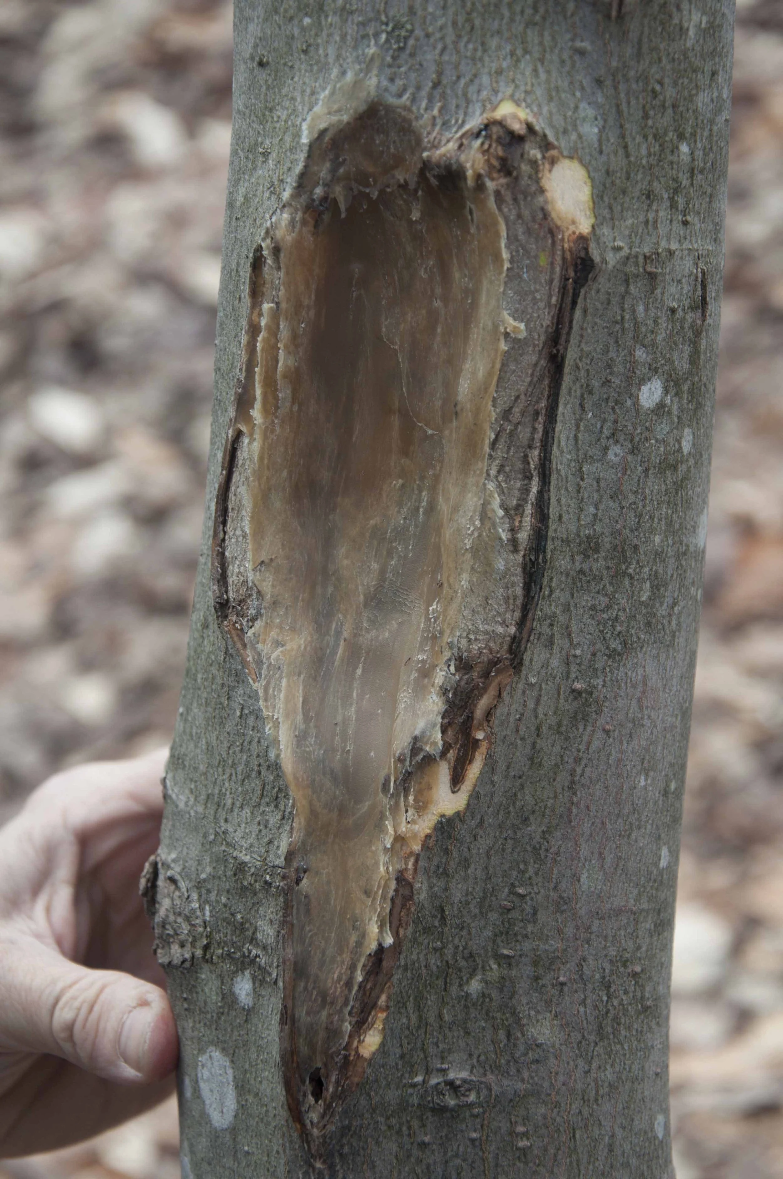 Application du produit cicatrisé pour permettre à l'arbre de guérir de façon naturelle sans produit chimique