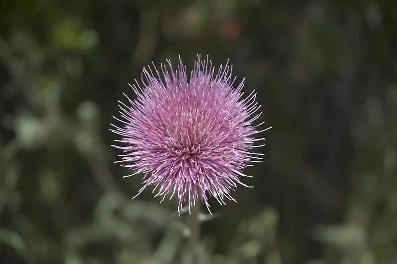 A FASCINATION WITH FLOWERS: I recognize that many of you could probably teach me much more about flowers than I could teach you.