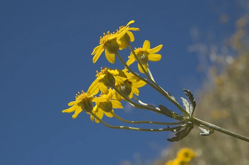 LOREN EISELEY: HOW FLOWERS CHANGED THE WORLD.
Earlier that year I read a short essay by the naturalist Loren Eiseley, titled How Flowers Changed the World. It is an amazing tale of how flowers came to be and what happened because of them.