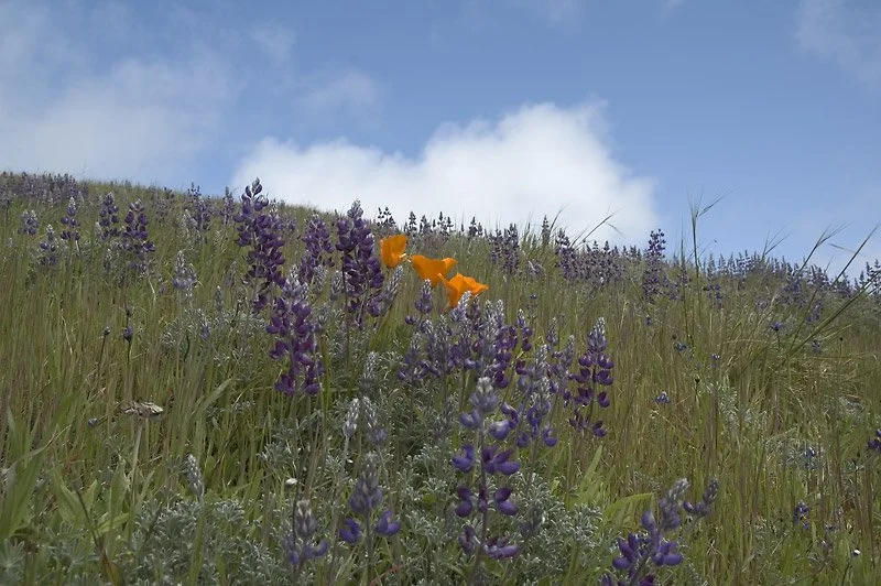 EFFICIENCY: Many flowers change color after pollination. Insects recognize this and pass them by.