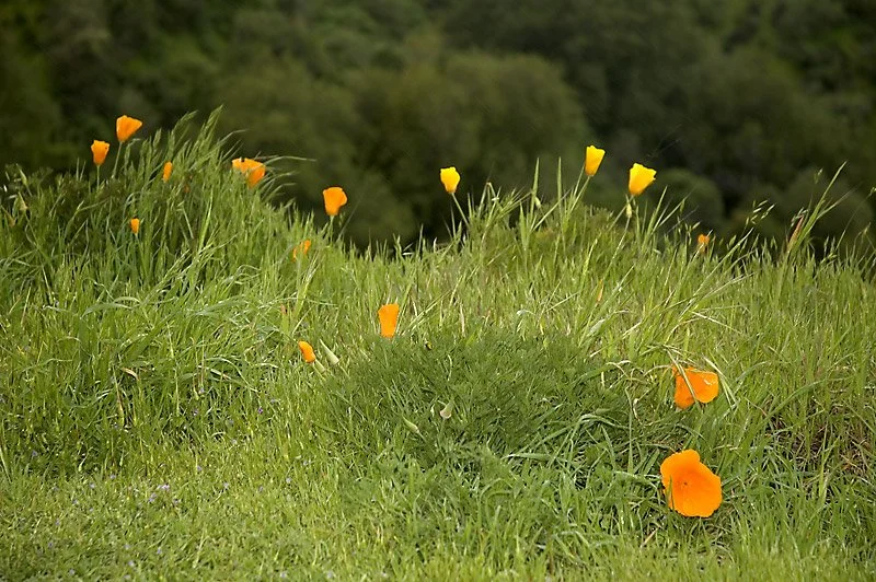 IN THE RAIN: After a long hike up the mountain, as I wound my way back down I passed by a small patch of California poppies. Their brilliant orange was in stark contrast to the surrounding greens. It had begun raining very steadily so I took one quic