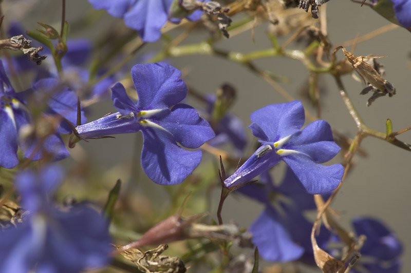 POINTERS: Some flowers have markings that point to where the nectar is!