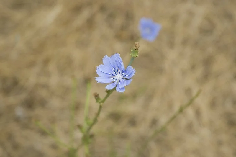 For example, hummingbirds are attracted to red and bees are attracted to blue.
