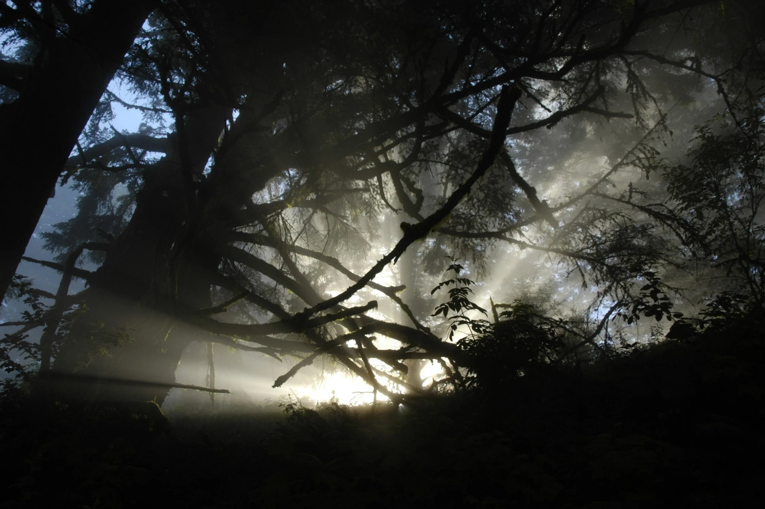 Purisima Creek Redwoods Open Space Preserve