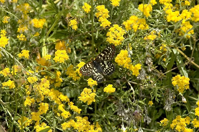 The naturalist, Susan Lamb, wonderfully describes how some butterflies visit a family of flowers “to collect a bouquet of fragrances in which to drench female butterflies during courtship”.