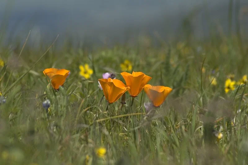 A FEAST FIT FOR A BEETLE: She also relates how beetles are attracted to California poppies by their scent.
