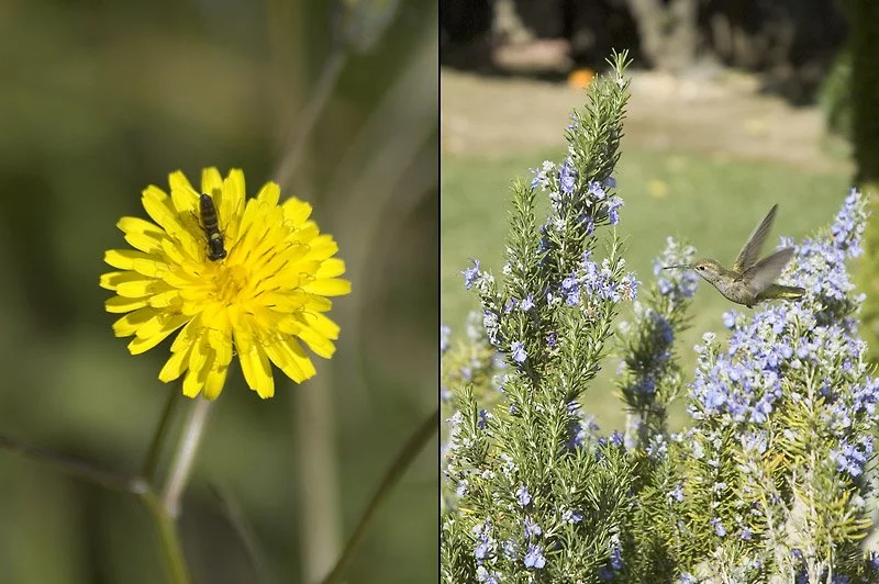 THE POLLINATOR: But insects, birds, and animals are much more efficient distributors of pollen. Over time, plants evolved to take advantage of that.