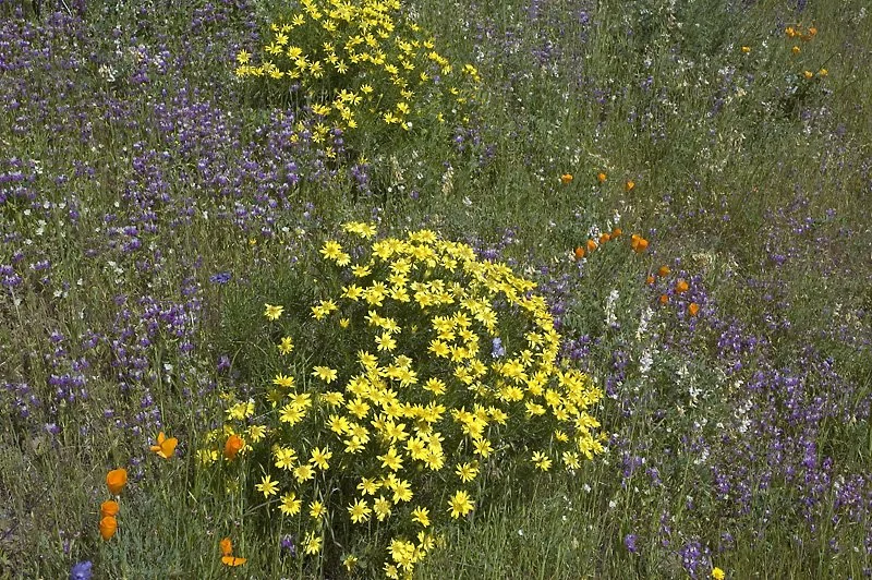 SEEDS, NECTARS, AND FRUITS: The seeds were packed with nutrition that enabled plants to grow in much wider areas. The plants not only produced seeds, but also nectars, pollens, and even fruits. Over time this led to the rise of warm blooded mammals, 