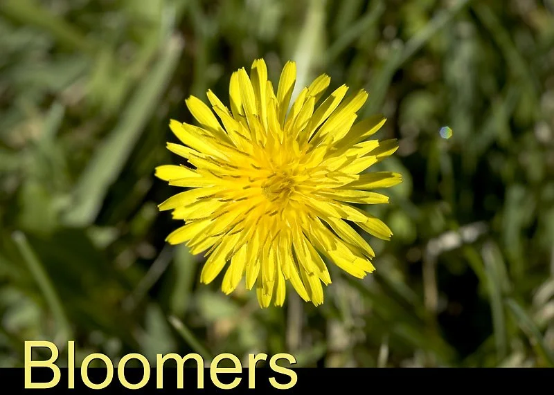 These bloomers. Flowers.