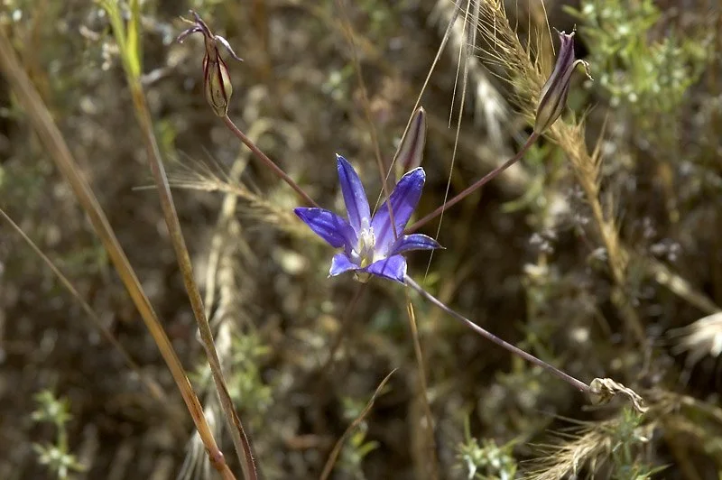 So the next time you see a flower, it's worth pausing to think a little about...