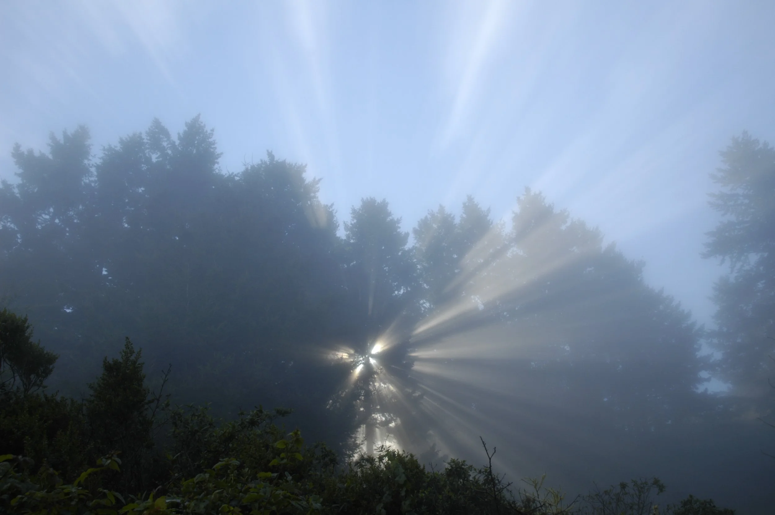 Purisima Creek Redwoods Open Space Preserve