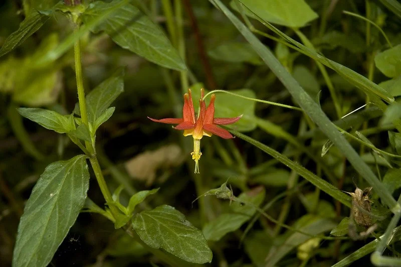 THE POWER OF ATTRACTION: There are seemingly endless examples of these adaptations. Flowers developed ways of attracting insects and birds through the use of color, fragrance, and nectars.